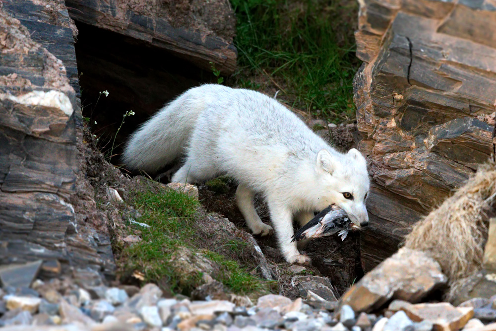 Is a Arctic Fox a Carnivore