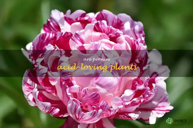 Are Peonies Acid Loving Plants