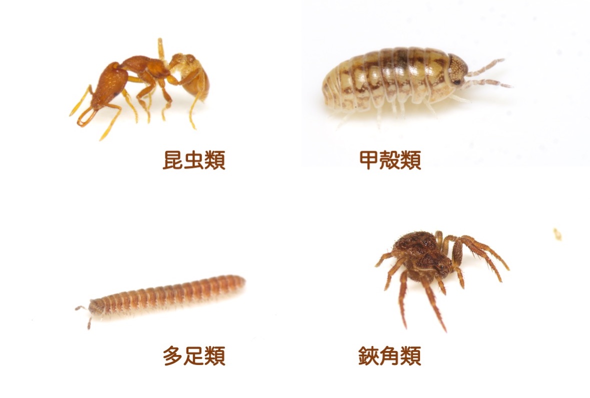節足動物とは？昆虫・クモの違いと外骨格が誇る繁栄の秘密を徹底解説