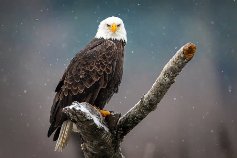 Information About Eagles