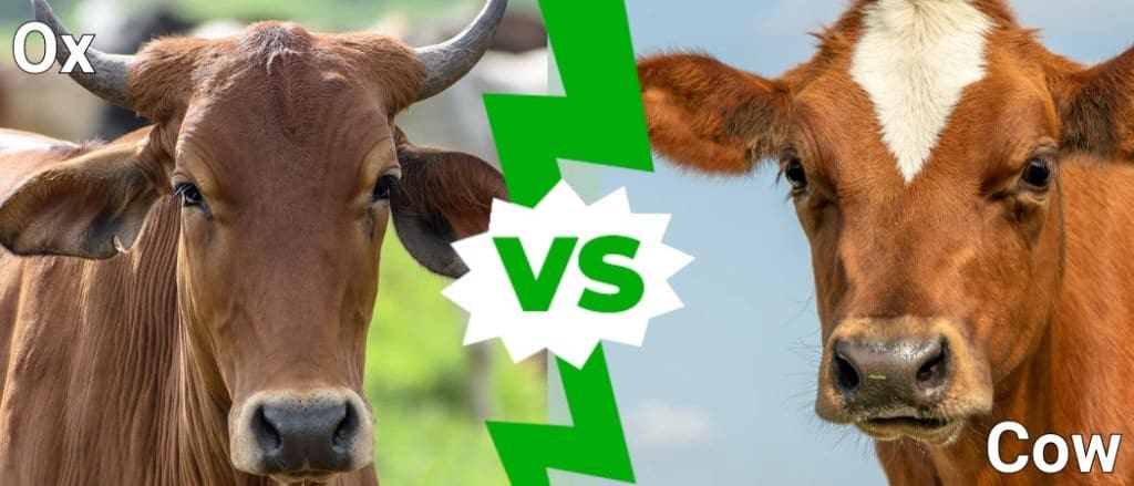Can Ox and Cow Breed