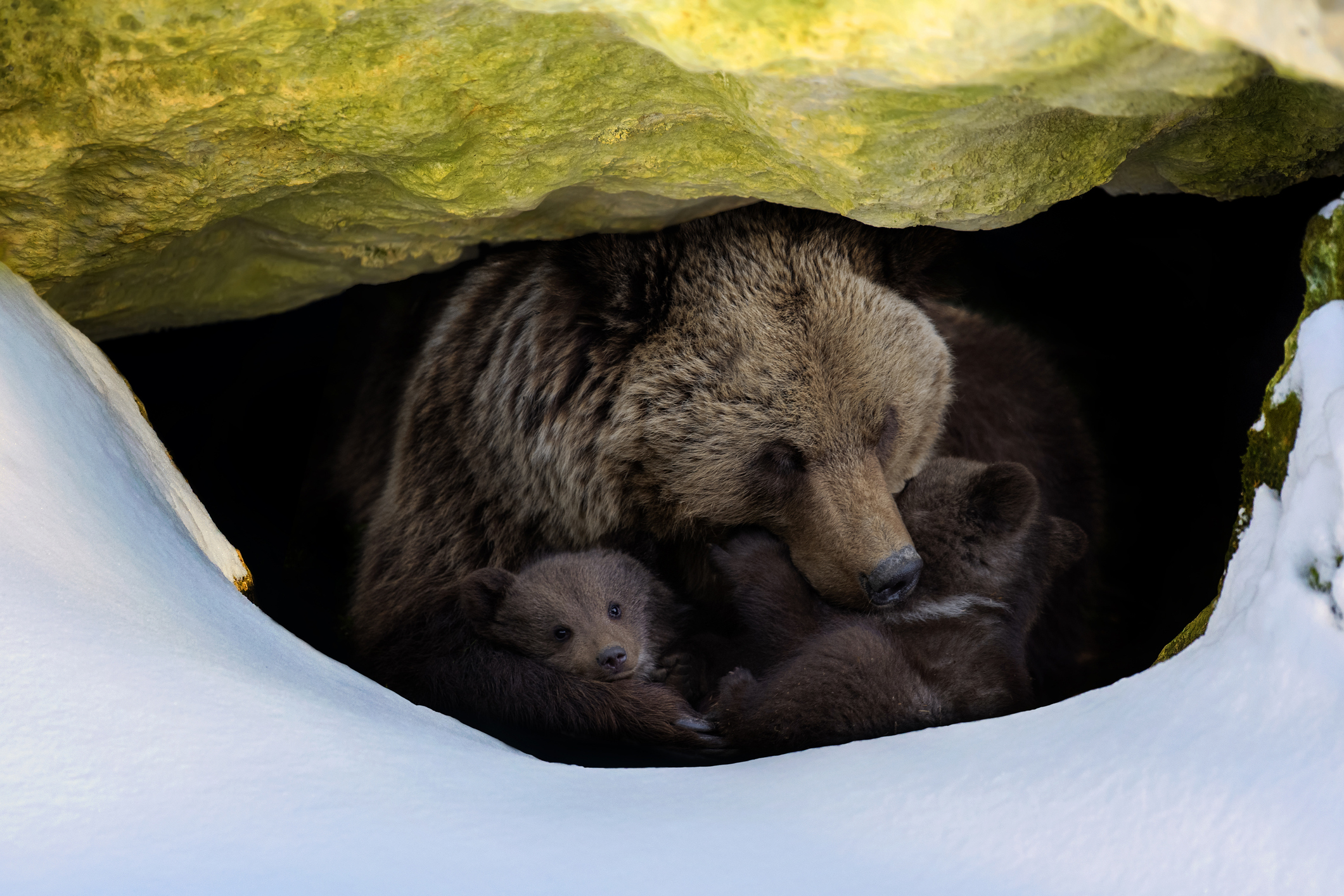For How Long Do Bears Hibernate