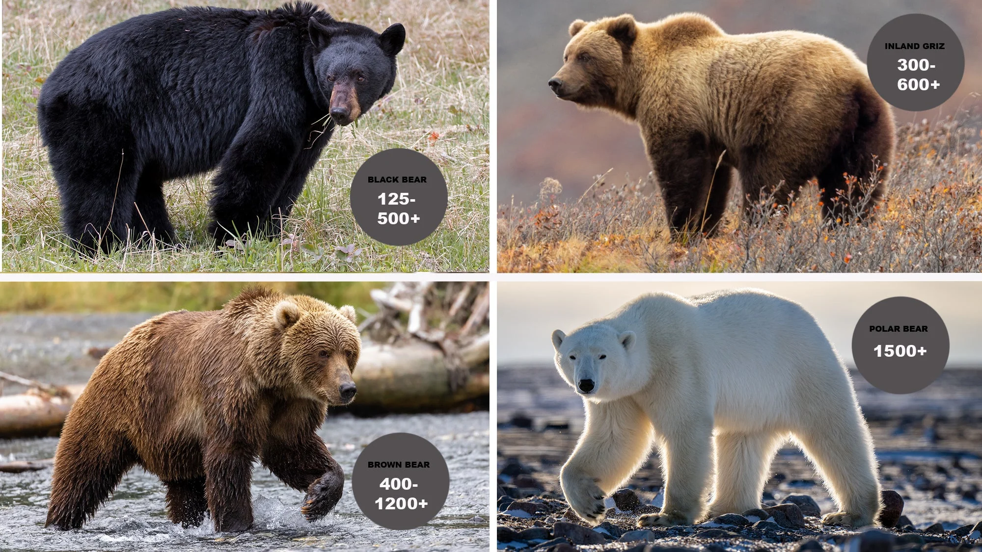How Much Does a Bear Weigh