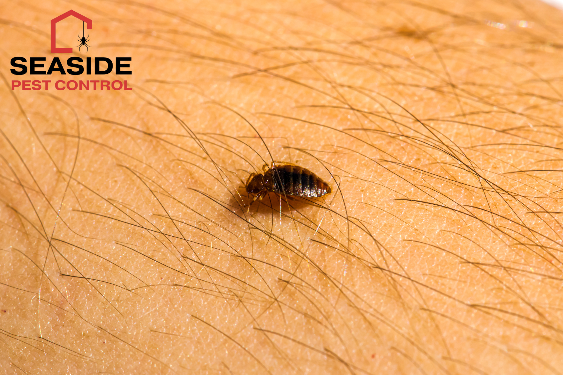 Tiny Black Bugs Crawling on Me