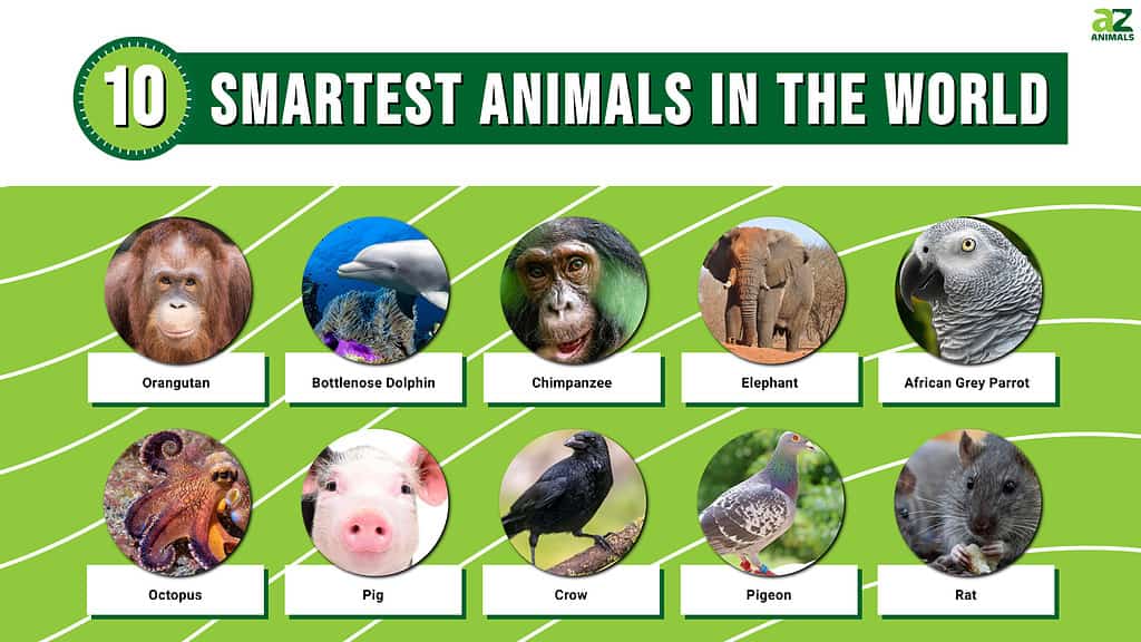 What Is the Smartest Animal in the World