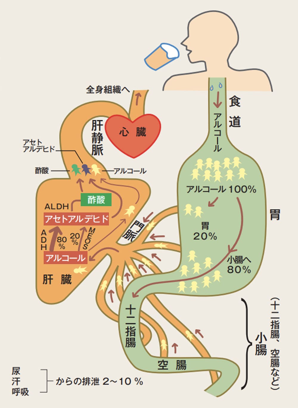 飲んでないのに泥酔？「自動醸造症候群」の原因と飲酒運転冤罪の防ぎ方