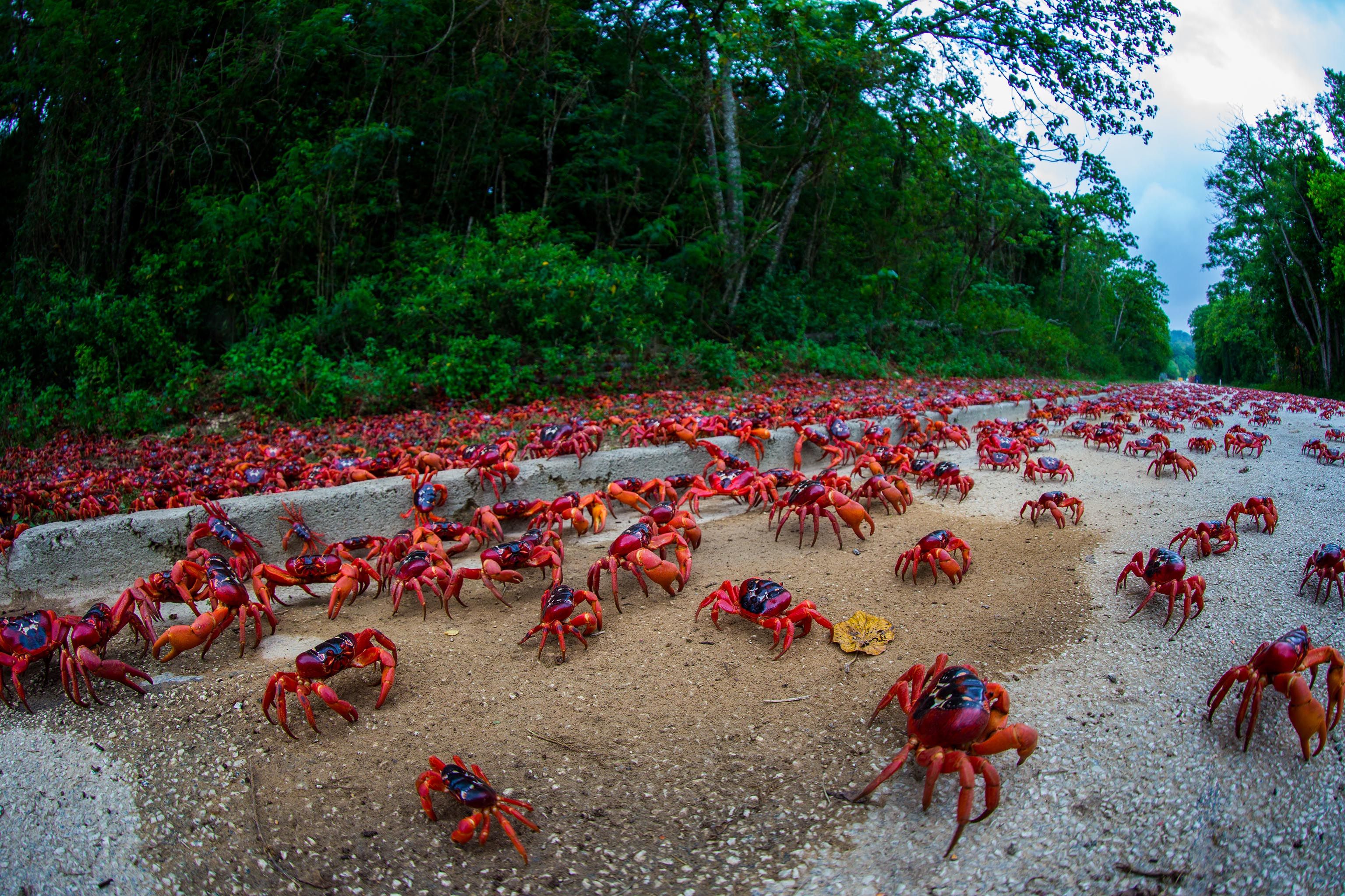 Red Crab Migration in Australia