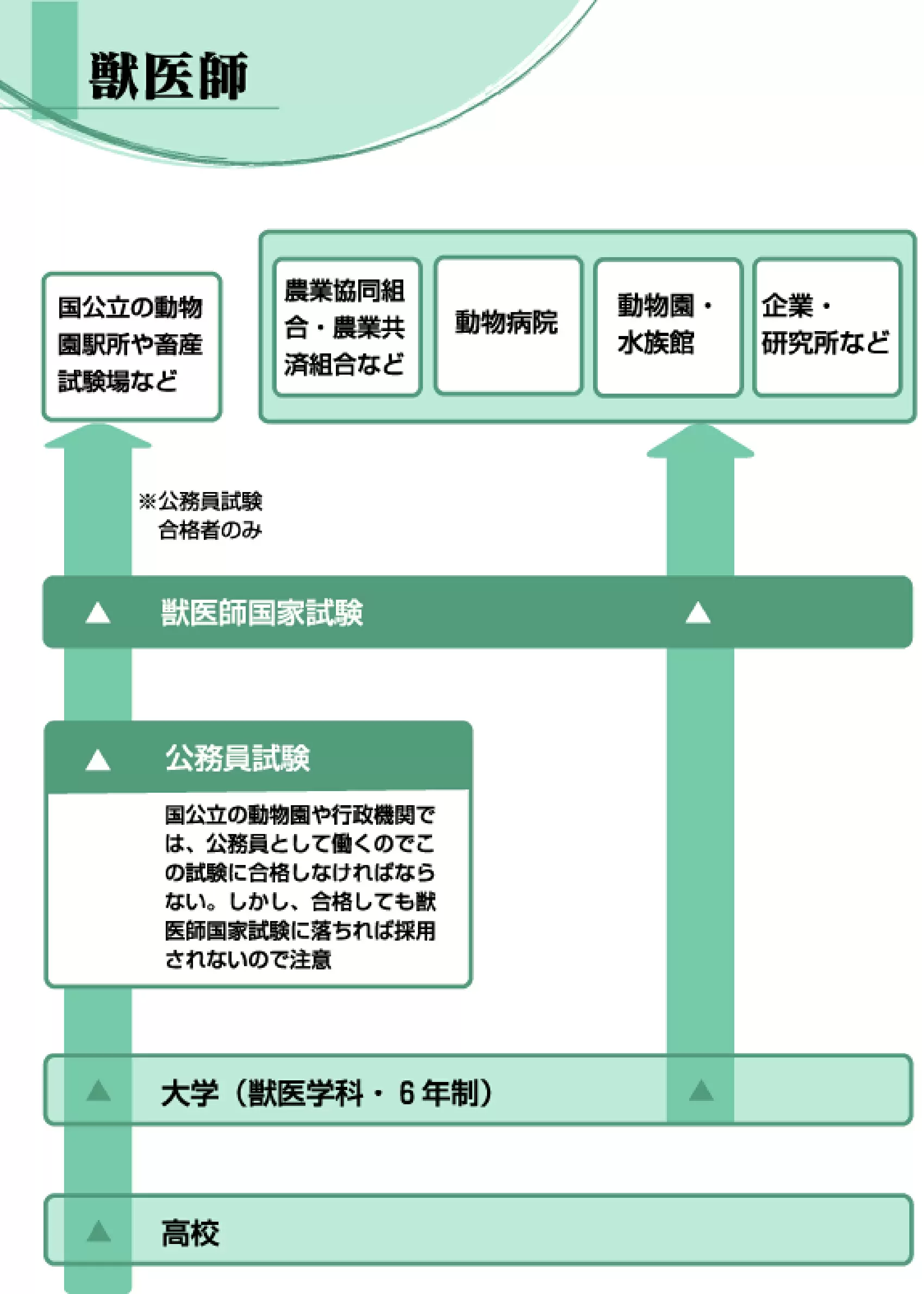 獣医師になるには？2026年最新の難易度・学費と合格率を徹底解剖