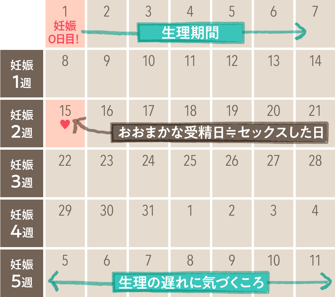妊娠週数の数え方と計算方法｜予定日のズレや0週の仕組みを解説