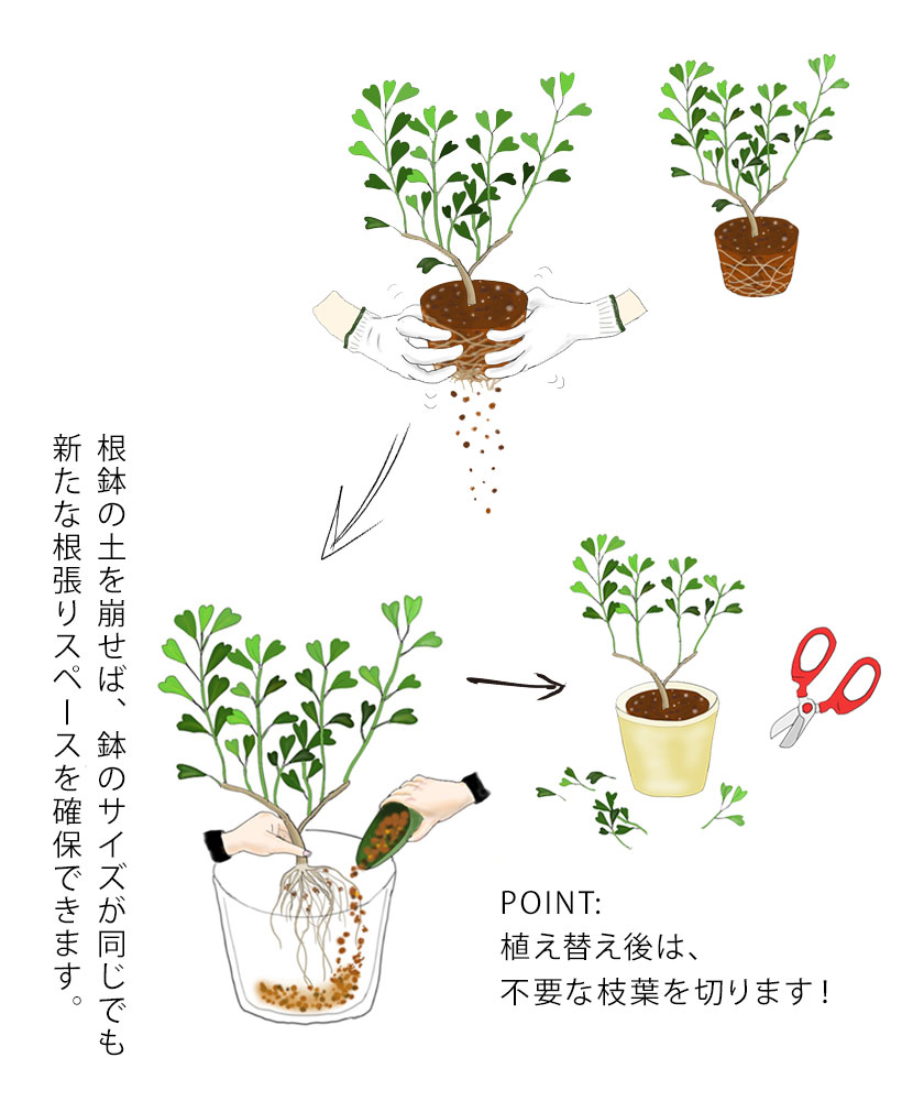 観葉植物の植え替え時期はいつ？枯らさない黄金期と失敗ゼロの極意