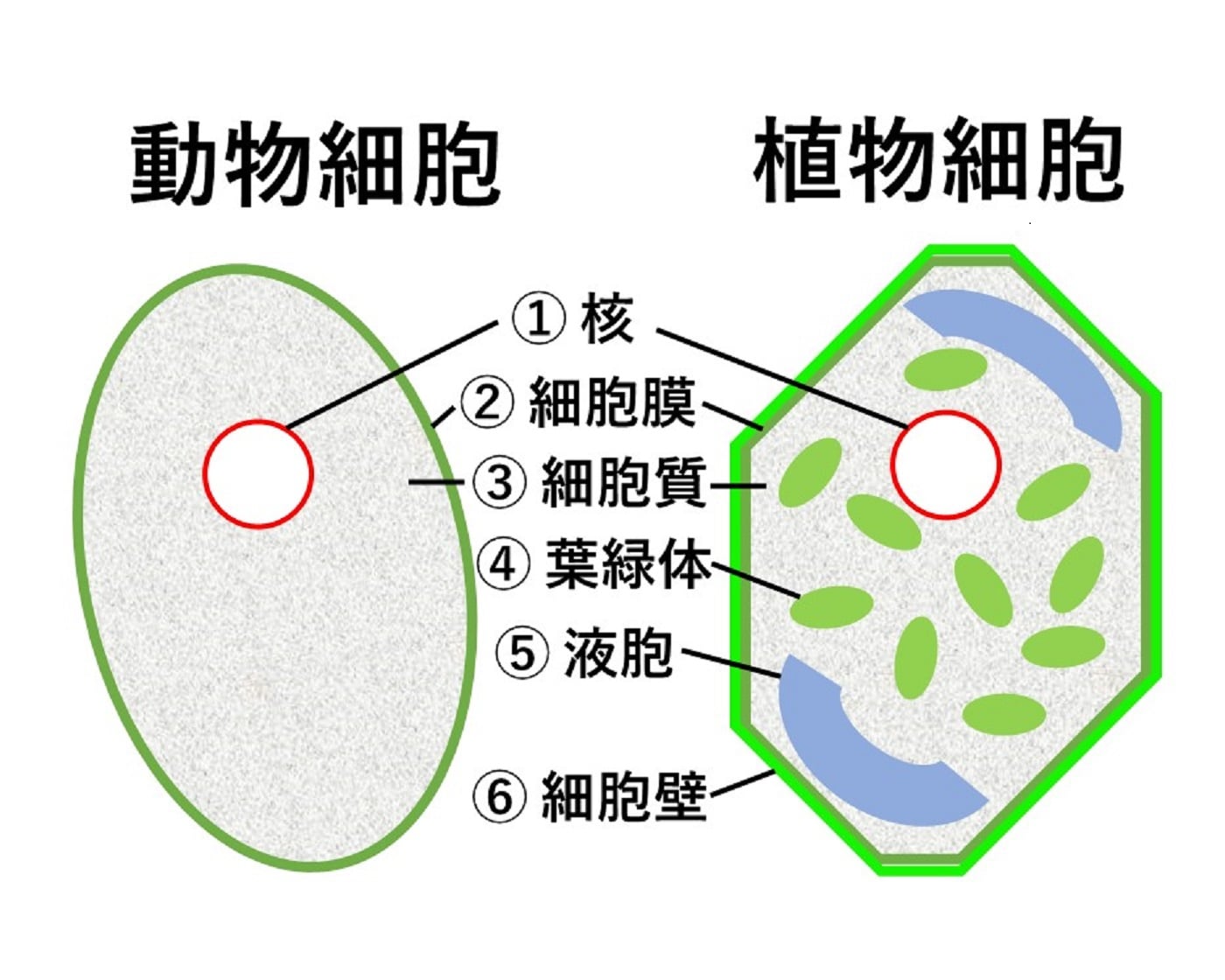 動物と植物の細胞の違いを完全図解！テスト頻出の3大要素と見分け方