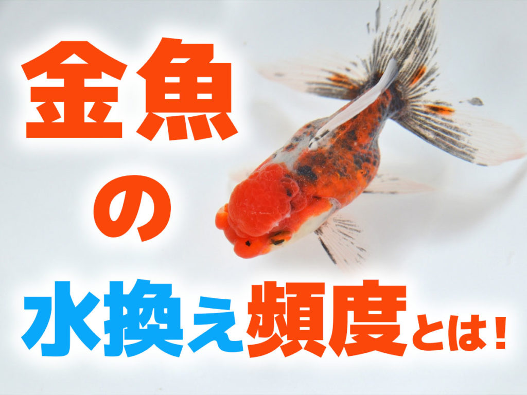なぜ水換えで金魚が急死するのか？全替えNgの真相とプロ直伝の手順