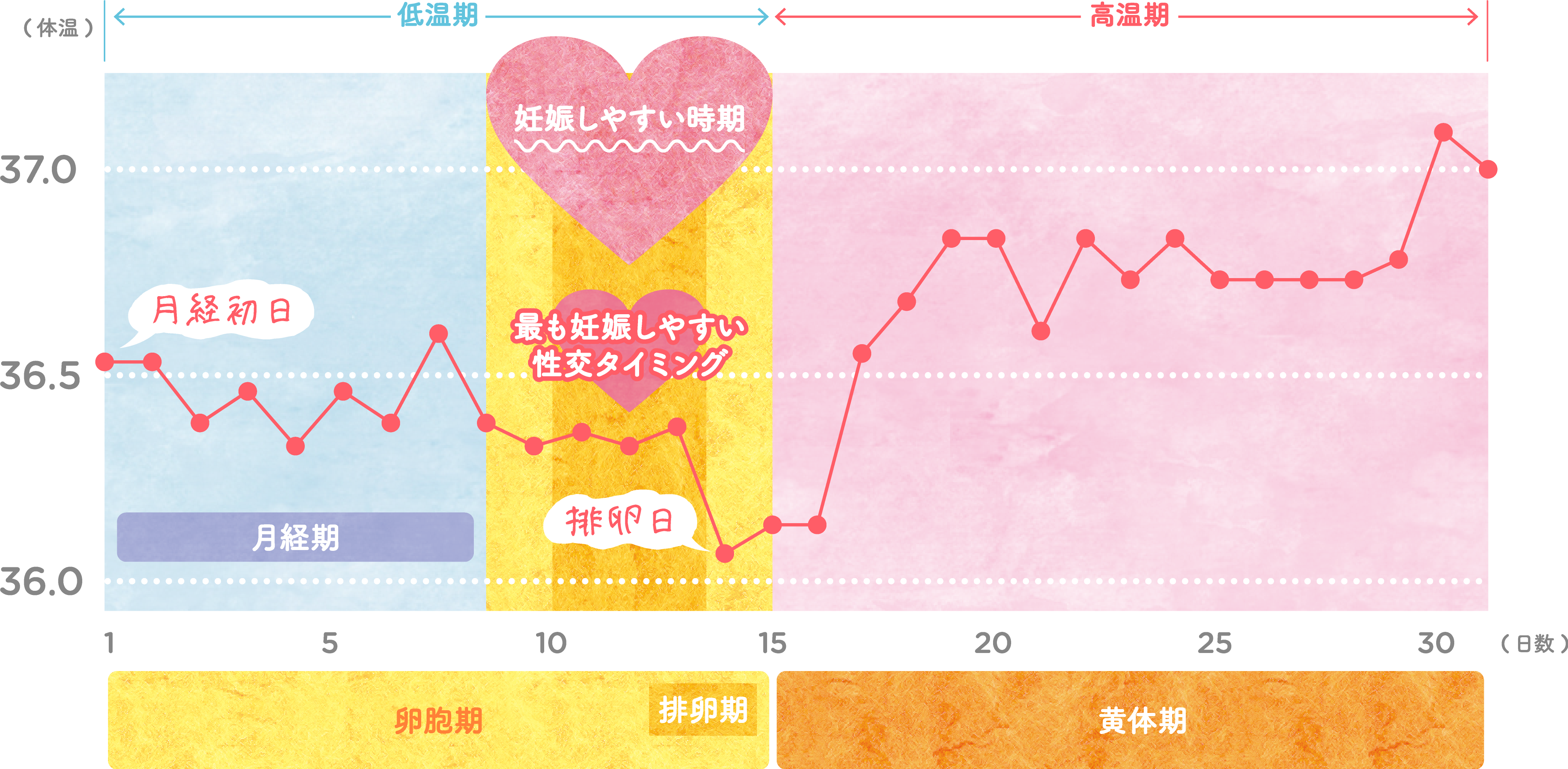 排卵日の体温は下がるのか？基礎体温の誤解と妊娠確率を高める新常識