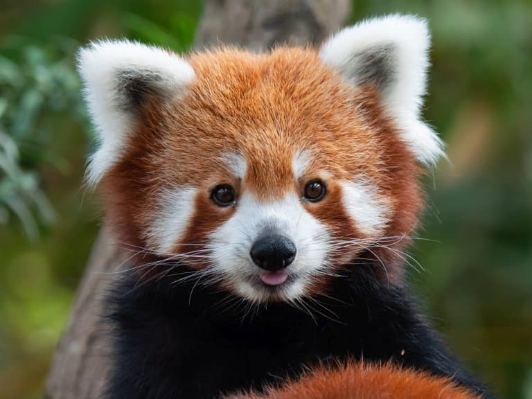 What Is Cutest Animal in the World