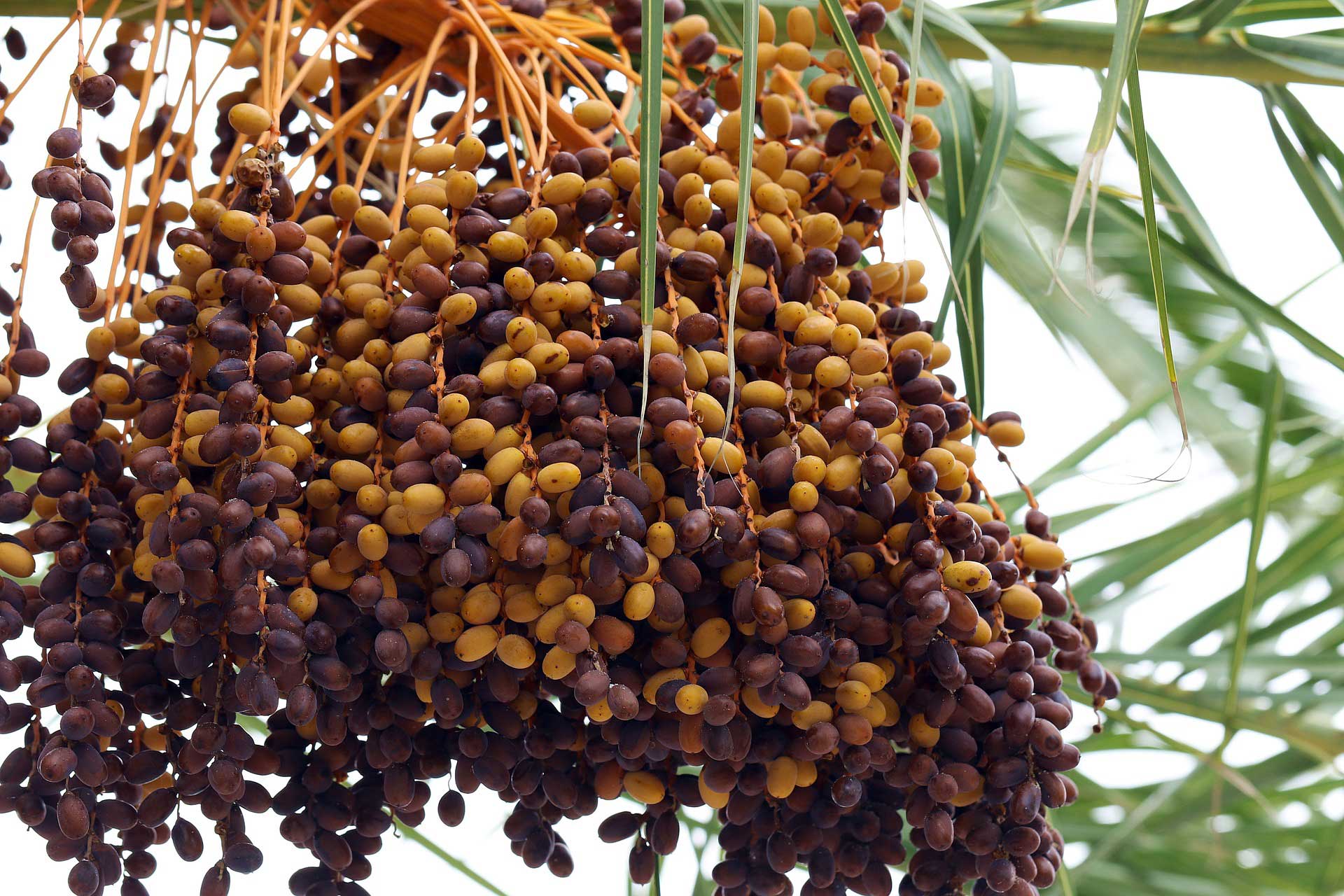 What Is a Date Fruit Made Of