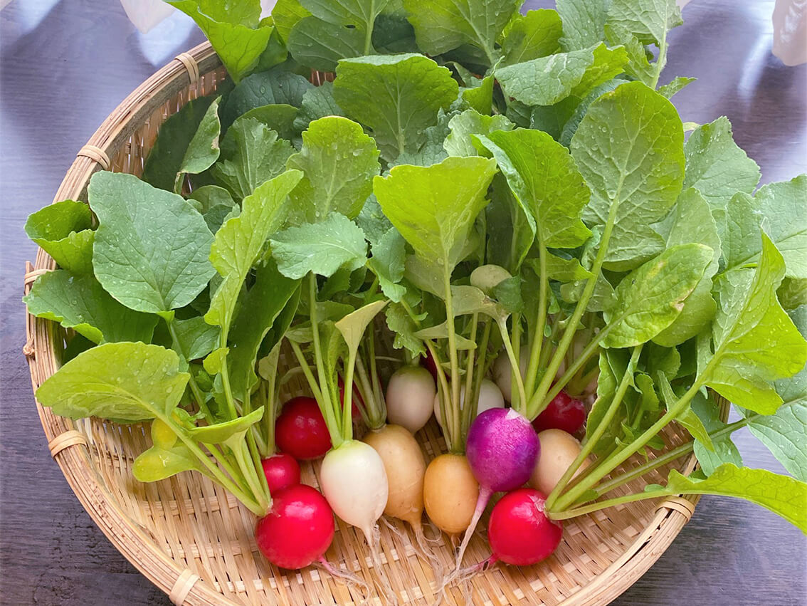 9月に植える野菜で失敗しない秘訣！秋の種まき・苗植え攻略ガイド