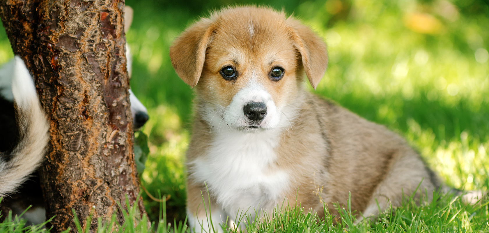2026年、愛犬と過ごす街はどう変わったか？「愛犬同伴」新時代がもたらす経済効果と街の摩擦のリアル