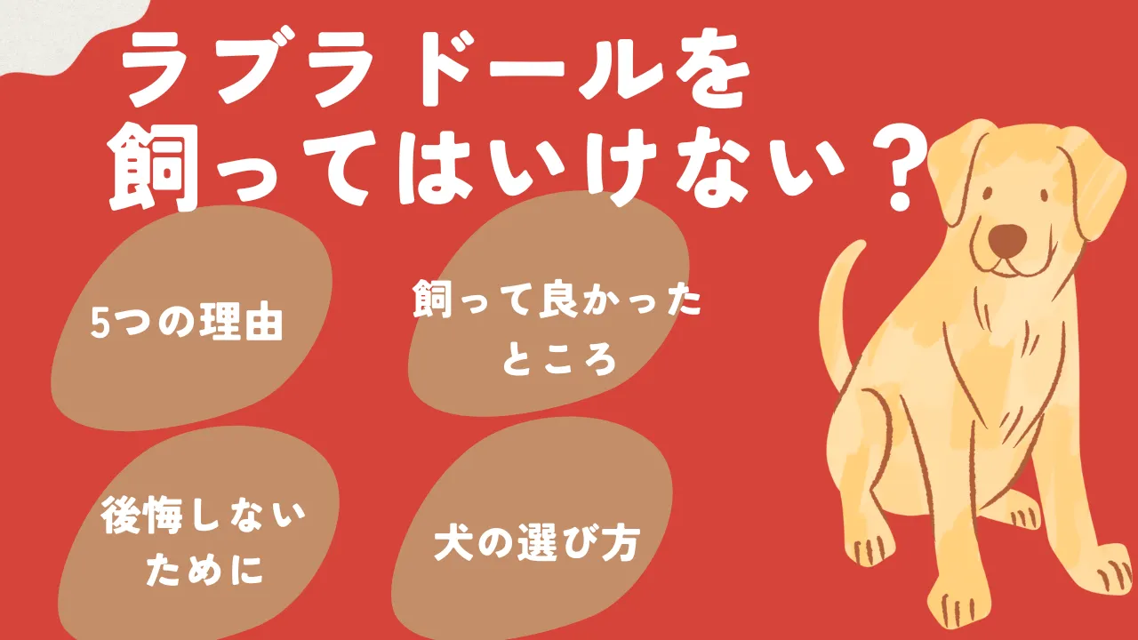 ラブラドールを飼ってはいけない理由とは？盲導犬の理想と破壊神の現実