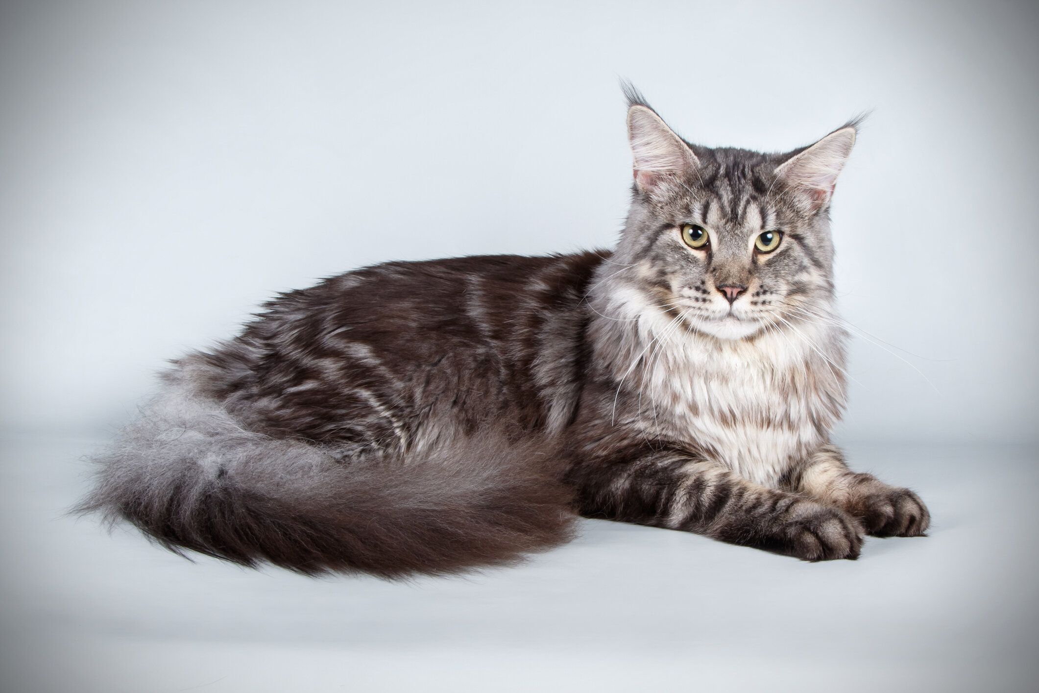 世界最大の猫メインクーンの真実！穏やかな巨人の生態と後悔しない飼い方