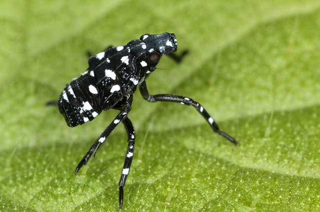 Black Bug with White Spots