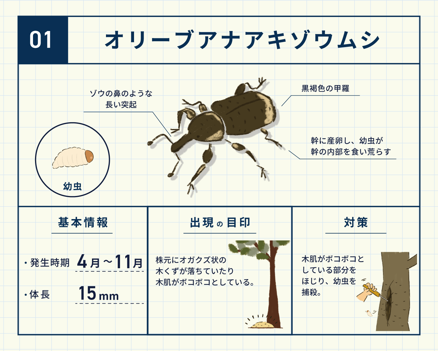 オリーブが突然枯れる元凶！アナアキゾウムシの症状と駆除・予防法