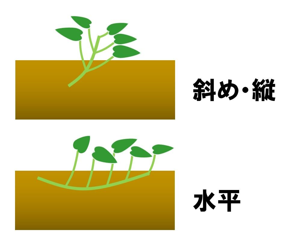 サツマイモの苗の植え方大全｜収穫量が劇変する深さと角度の極意