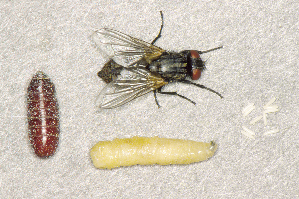 Fruit Fly Larvae in House