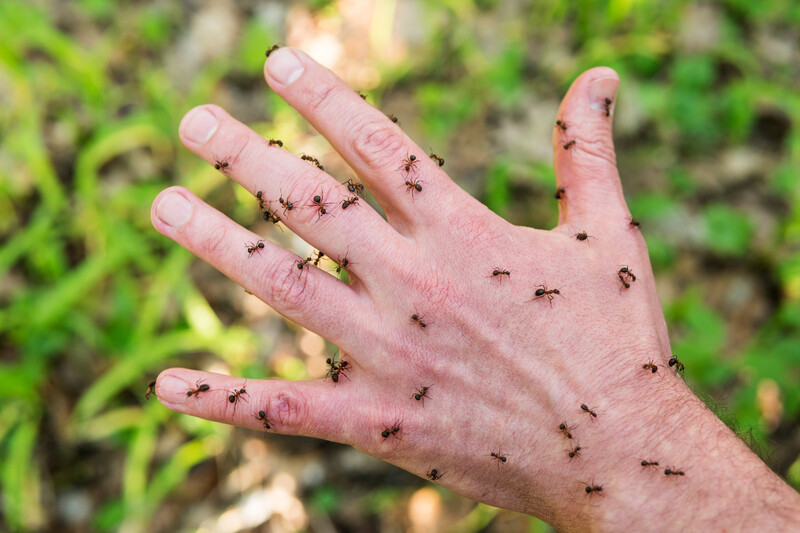 Tiny Bugs Crawling on Me