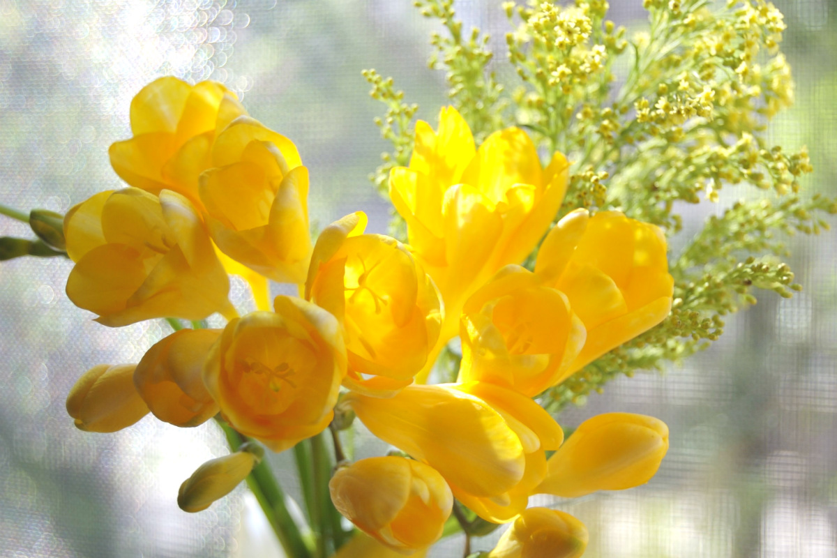 3月の誕生花と花言葉一覧！人気ランキングと怖い裏の意味を徹底解剖