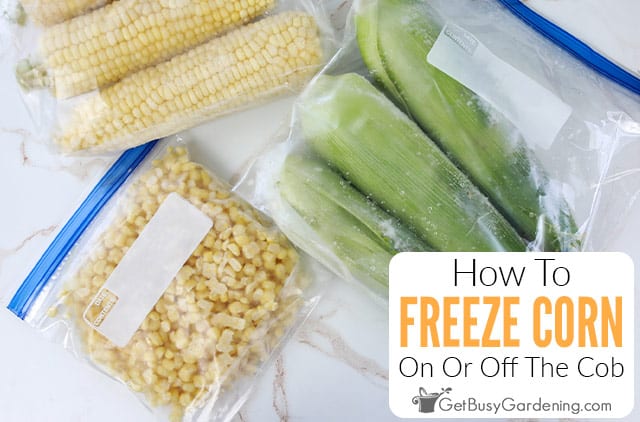 Can You Freeze Whole Corn on the Cob