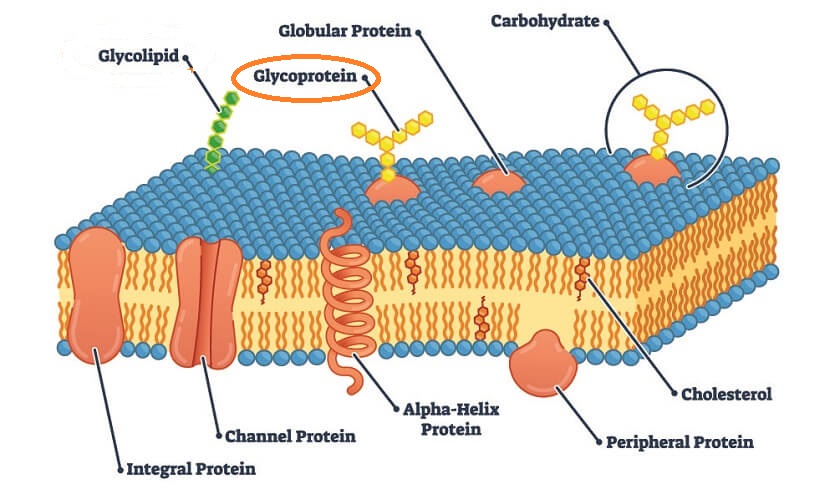 Glycoprotein Example