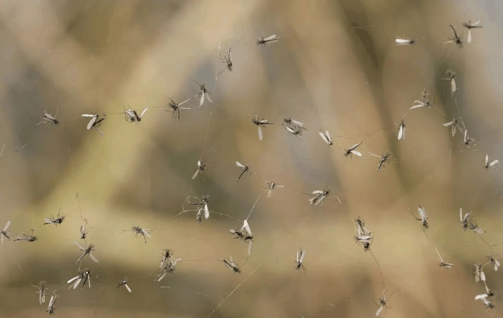 Gnats Attracted to Light