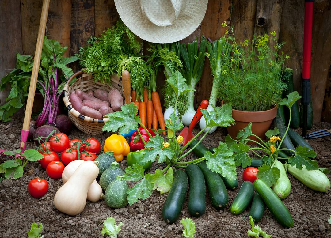 What Are the Vegetables in Grow a Garden