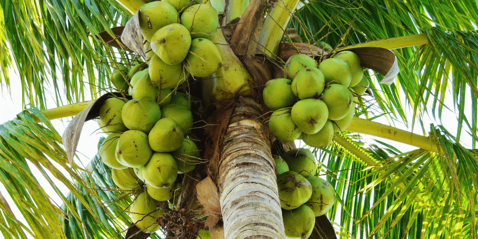 Where Can Coconuts Grow