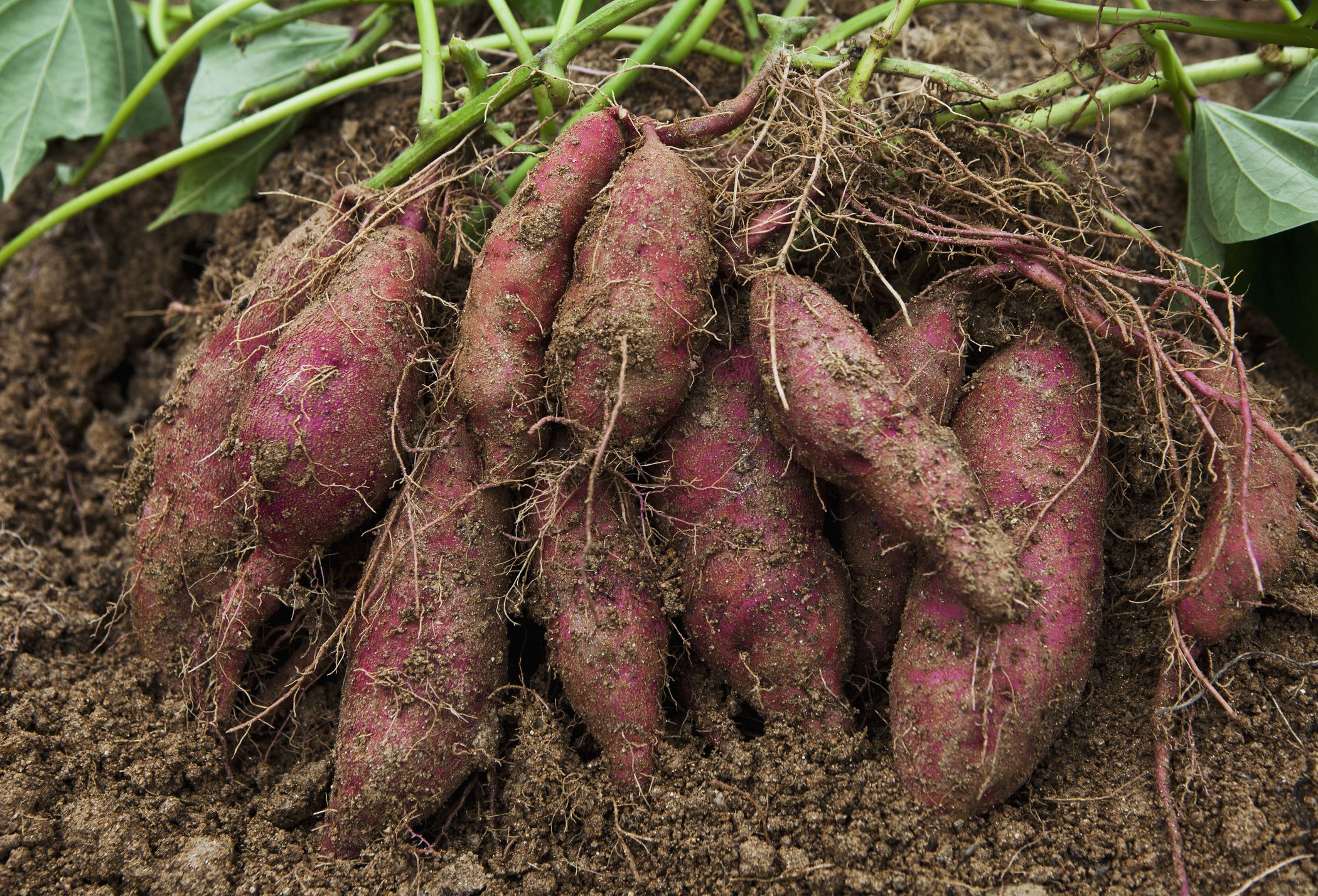 Is Sweet Potato a Root Vegetable