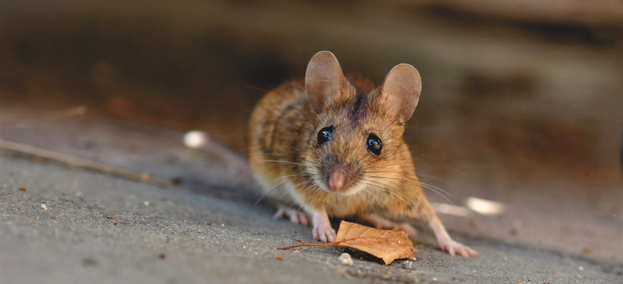House Mouse Los Angeles