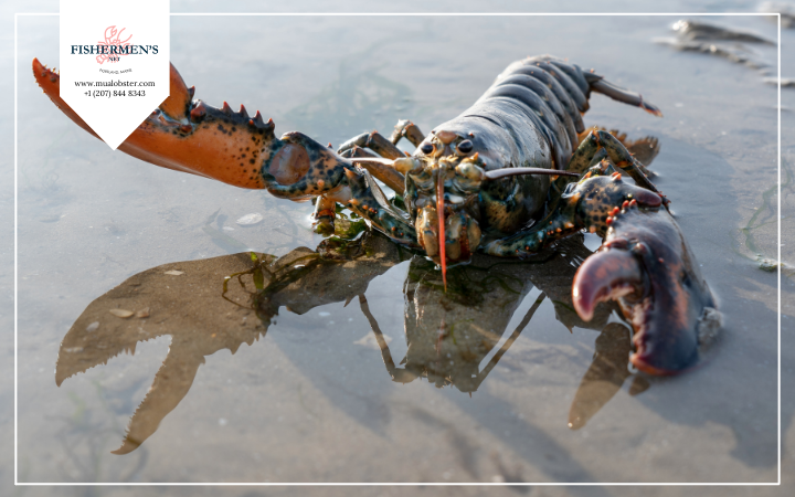 How Long Can Lobsters Live out of Water