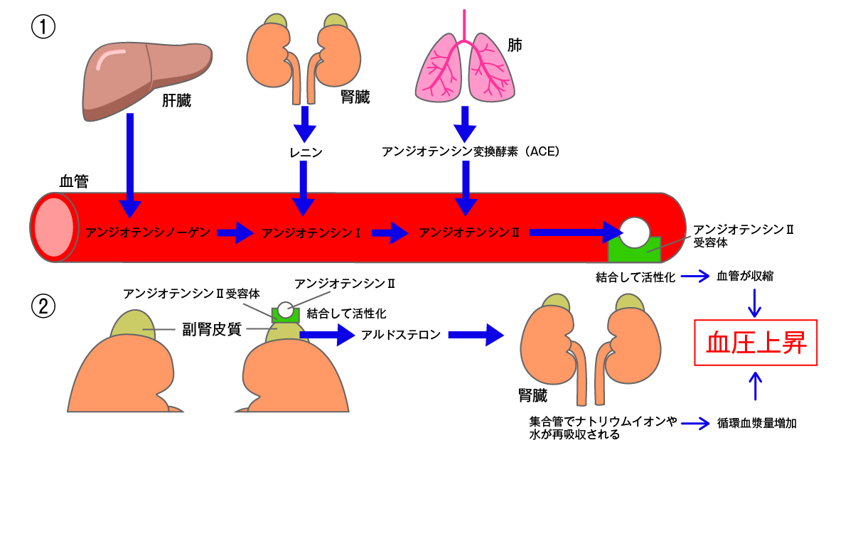 血圧上昇の鍵を握るレニン・アンジオテンシン系の仕組みと薬理の真実