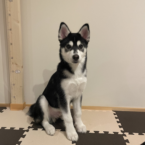【経歴】 ハスキー に 似 た 犬 気になる噂と真相 #874
