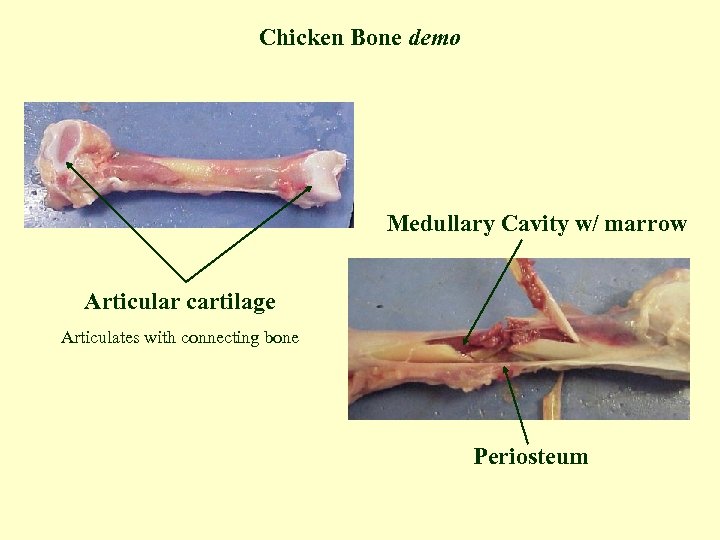 Does Chicken Have Bone Marrow