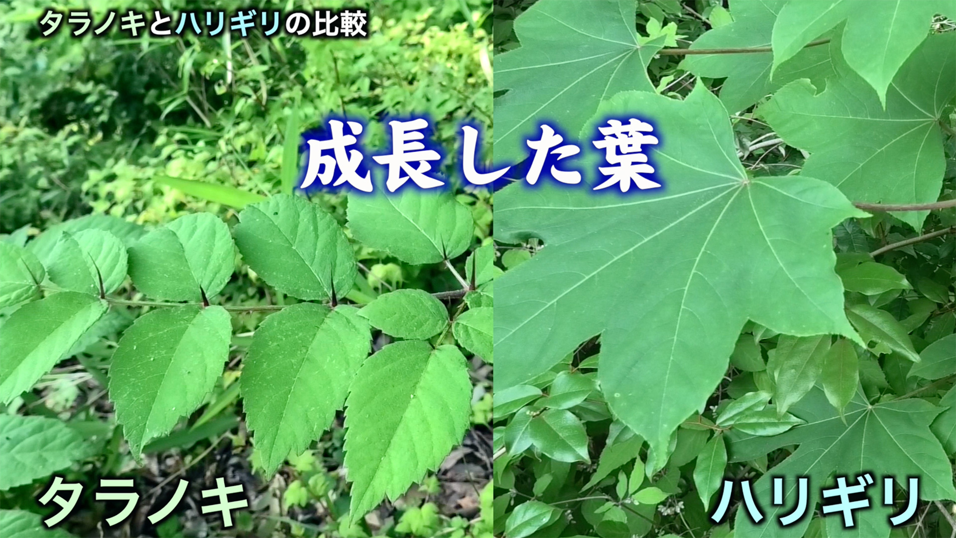 タラの木の見分け方完全図解！ヤマウルシとの決定打と誤食ゼロの鉄則