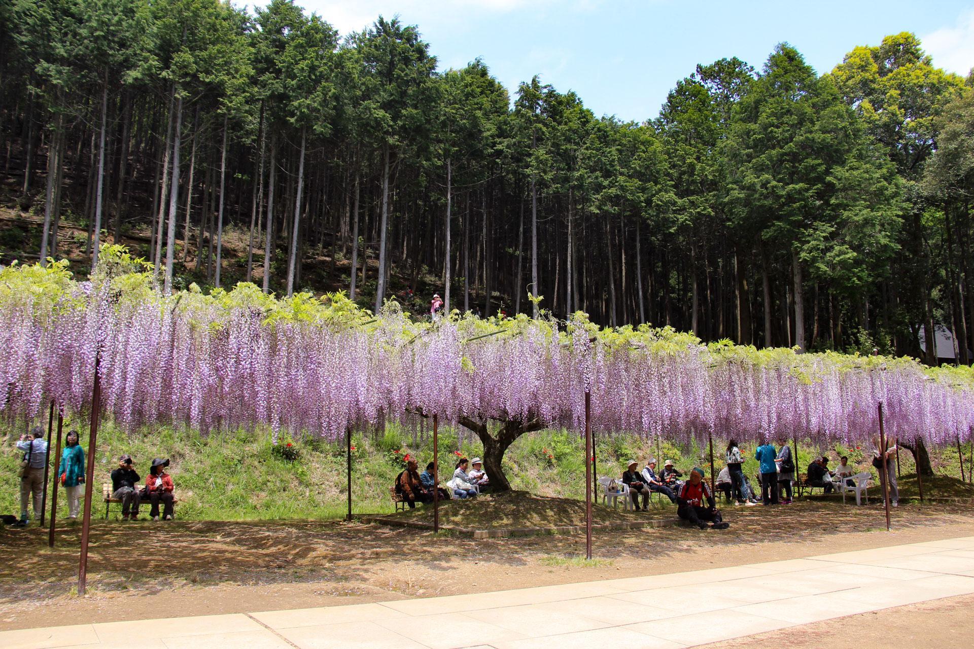 白毫寺の藤2026開花状況と見頃！九尺藤の絶景と駐車場渋滞回避術