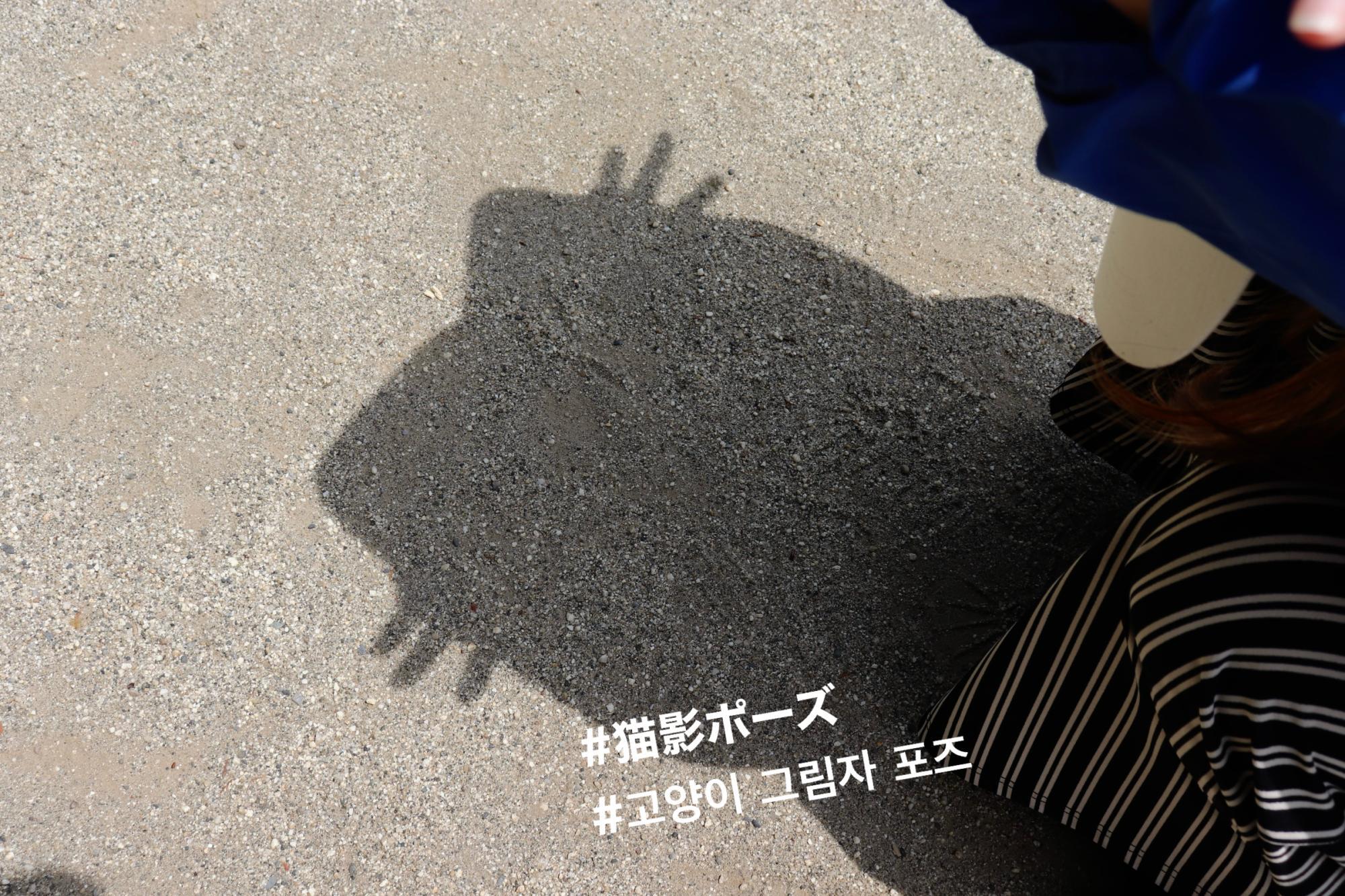 猫の影がSnsでバズる理由とは？怪物の正体と幸運サインの全真相