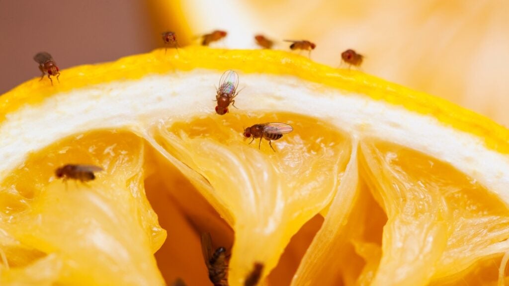 Why Is There Fruit Flies in My Room