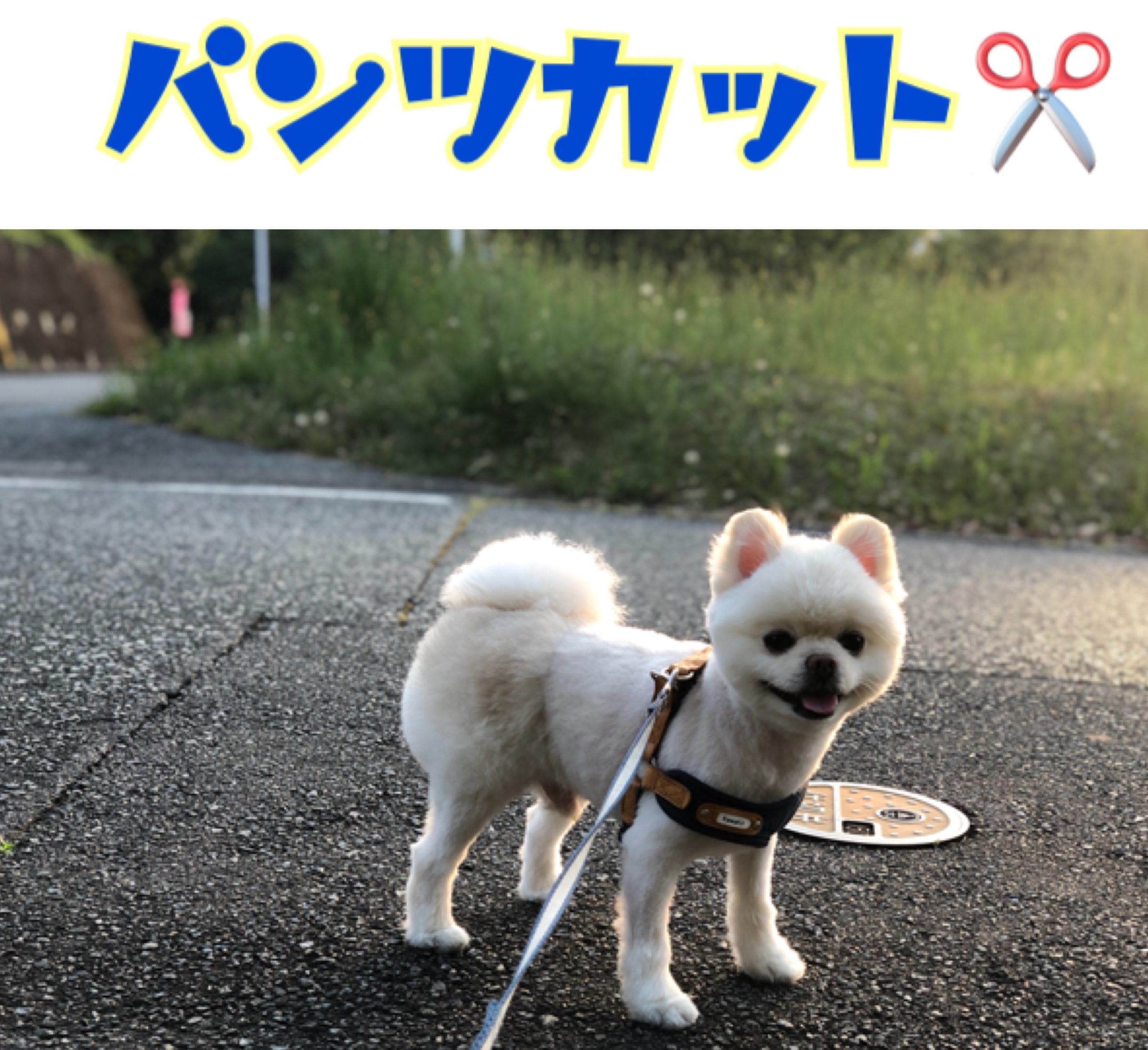 犬のおパンツカットが話題！愛犬の後ろ姿が劇的に可愛くなる頼み方