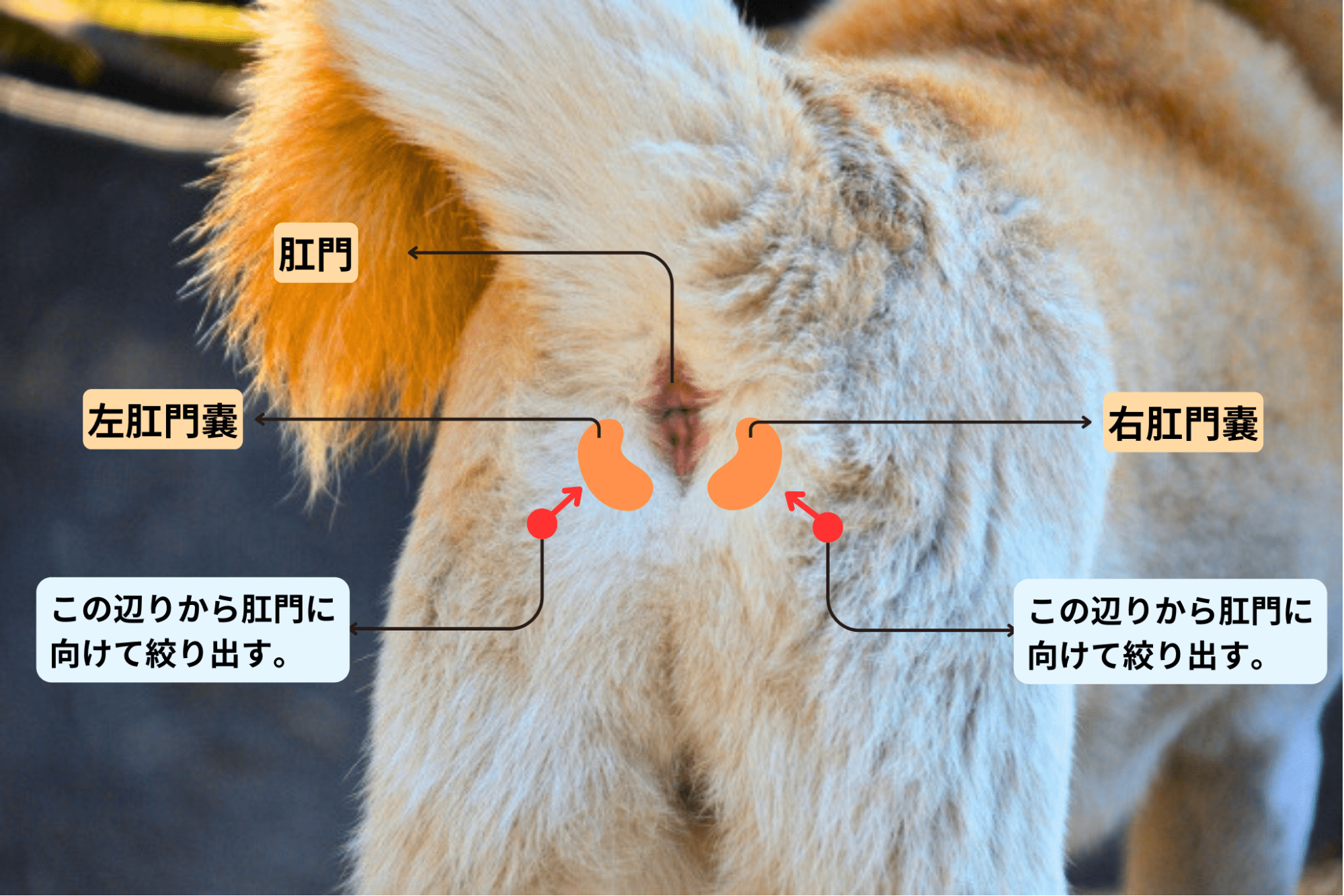 犬の肛門腺絞り完全ガイド｜お尻歩きの理由と正しいやり方