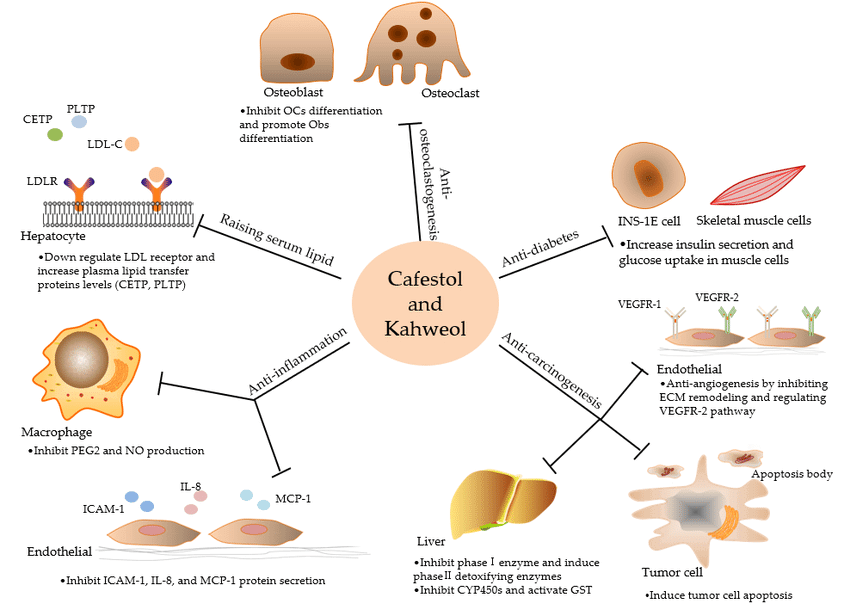 Can Coffee Increase Cholesterol