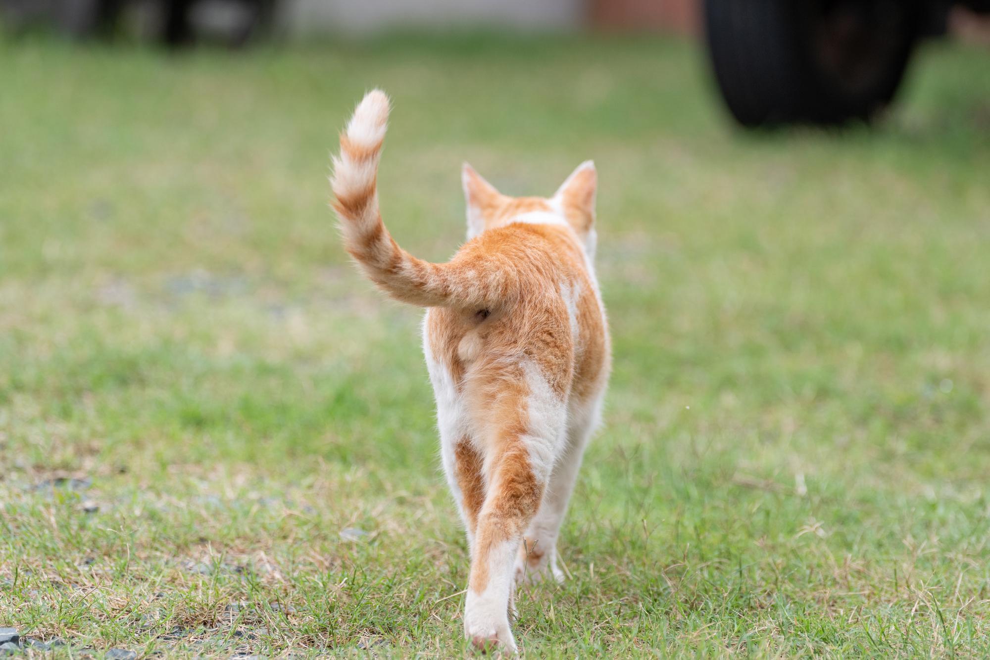 猫が尻尾を左右に振る心理とは？犬との違いや怒りのサインを徹底解剖