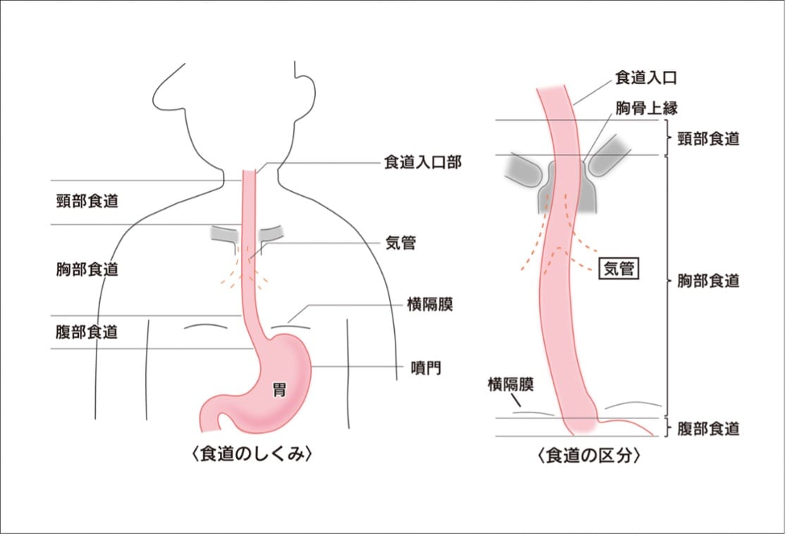 病み上がりの食事は何が正解？胃腸をいたわり体力を戻す最新回復術