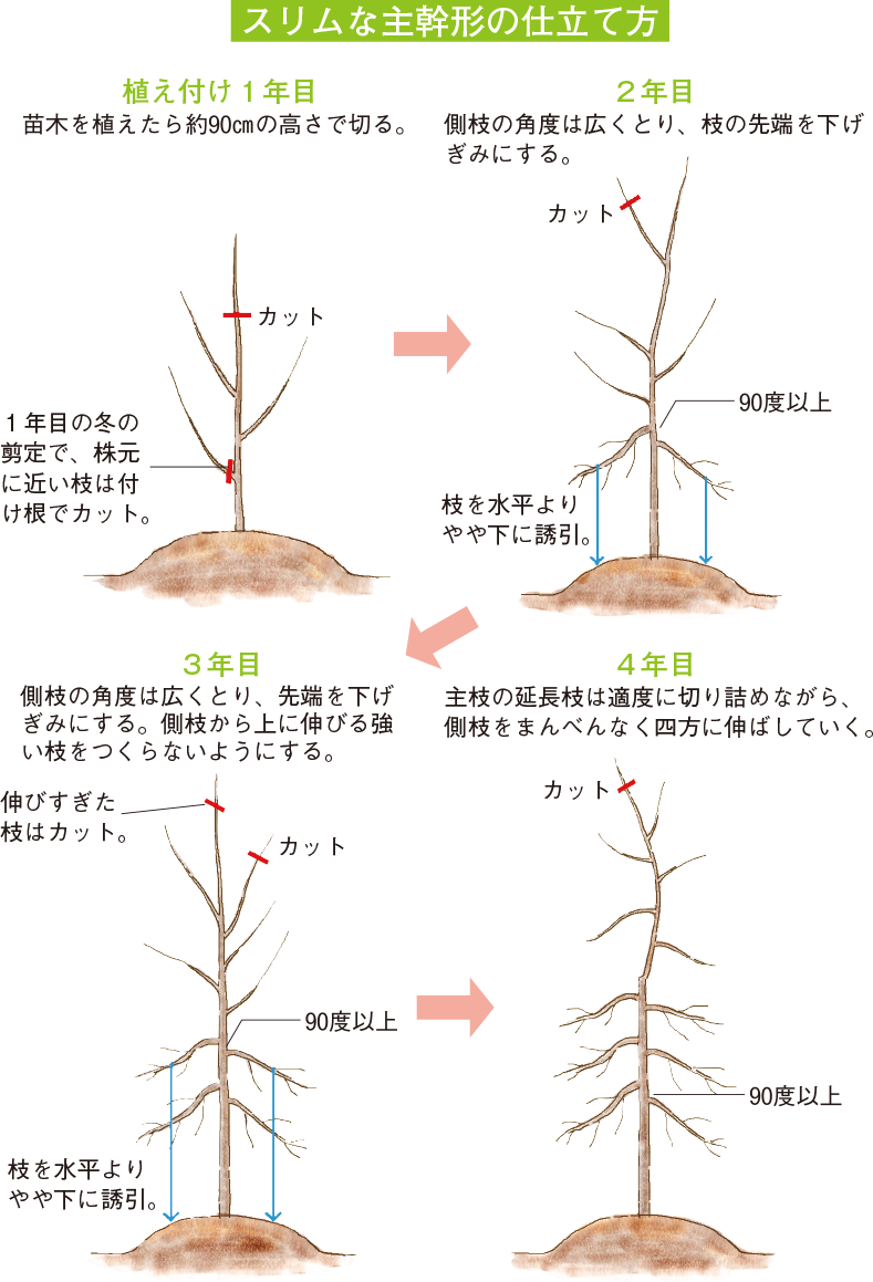 りんごの剪定で実がならない原因は？プロ直伝の切り方と失敗防ぐ極意